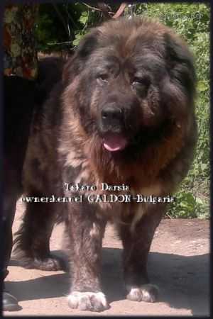 Tskaro Darsiya (RUS) | Caucasian Mountain Dog 