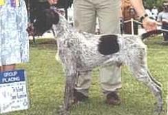 Blueline Makin A Point | German Wirehaired Pointer 