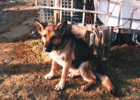 Carla vom Höchstadter Wappen | German Shepherd Dog 