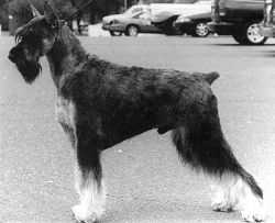 Skansen's U.S. Silver Dollar | Giant Schnauzer 