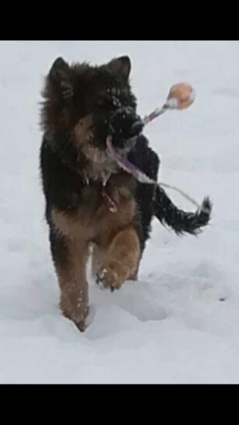 Dukat Sfora z Zakrzewa | German Shepherd Dog 