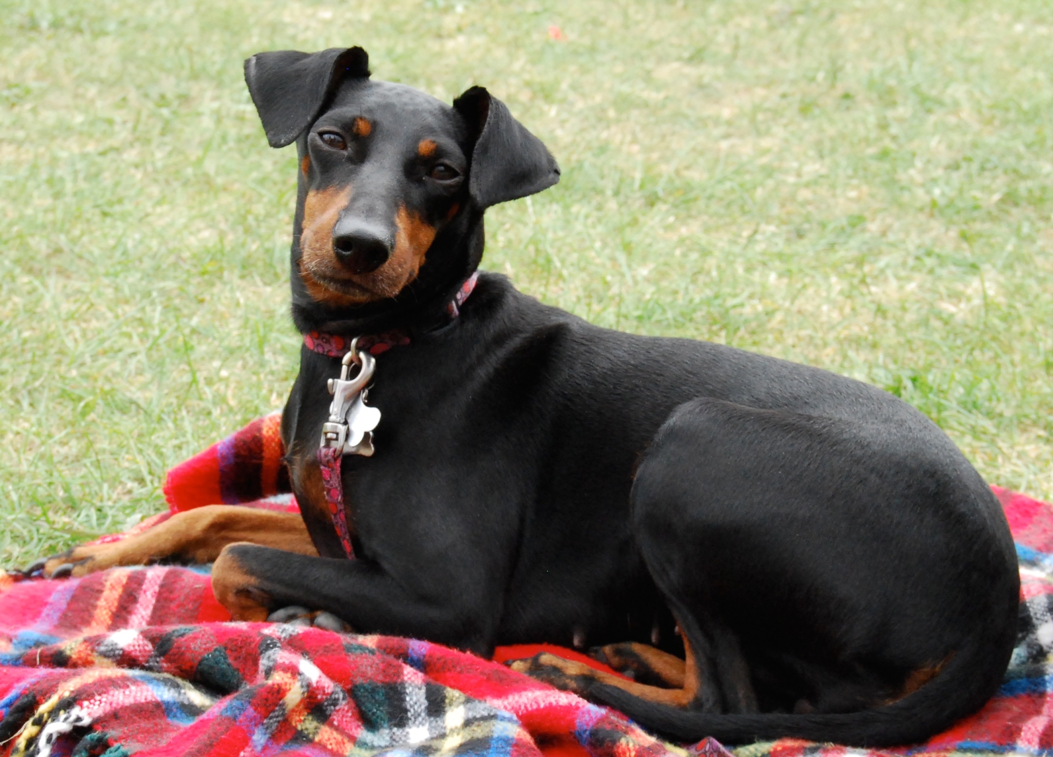 Manchester Terrier