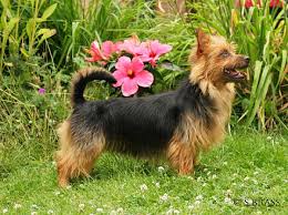 Wyeafon Blue Enchantment | Australian Terrier 