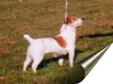 Myrmidon Jack Chad | Jack Russell Terrier 