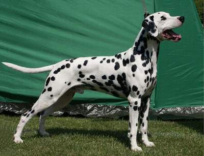 Ekryda Grane | Dalmatian 