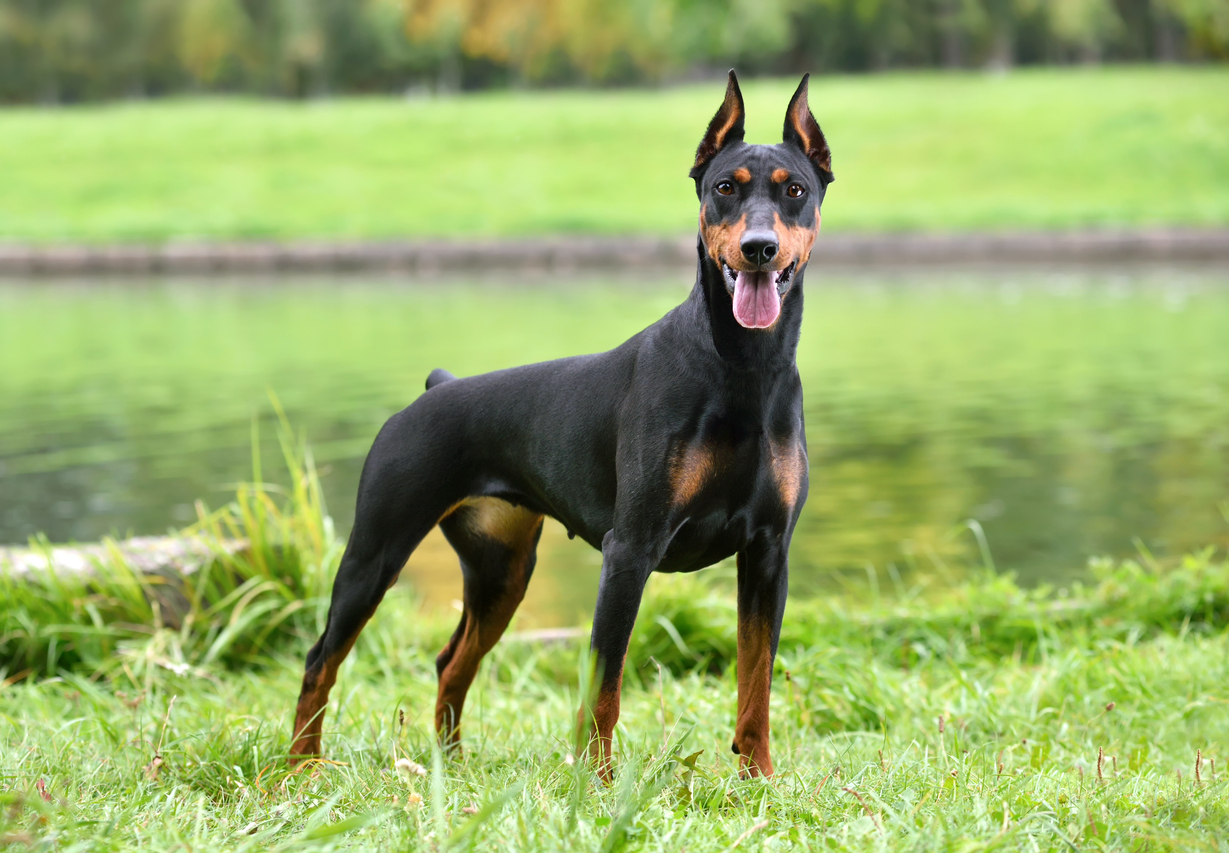 German Shepherd