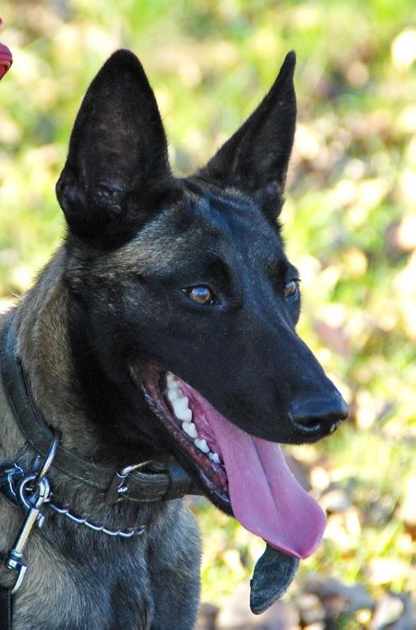 Koraya Farsal | Belgian Malinois 