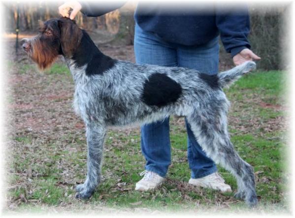 Blueline II Amendment V. Hivoltage | German Wirehaired Pointer 