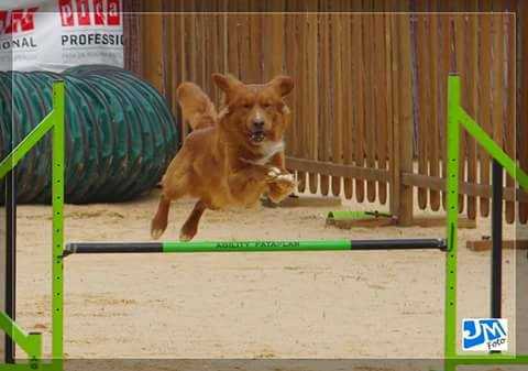 Canis Amicus Fiesta | Nova Scotia Duck Tolling Retriever 