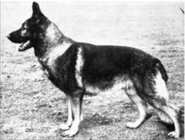 Edo vom Gehrdener Berg | German Shepherd Dog 