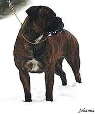 gardienne respect o bullgrin | Bullmastiff 