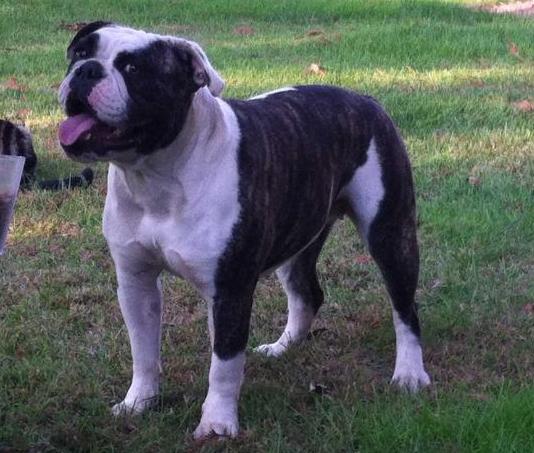 Gar-Sez's Katana | Olde English Bulldogge 