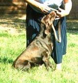 Leda de la Mur Haille au Loup | German Shorthaired Pointer 