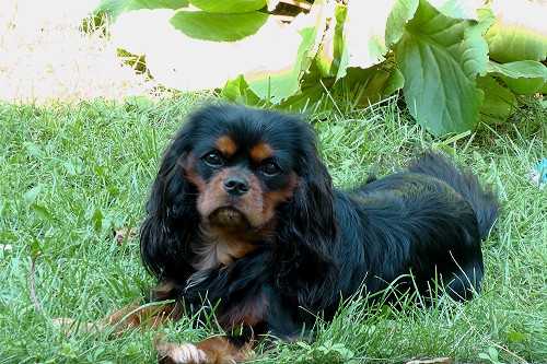 Black Jack Von Den Waldelfen | Cavalier King Charles Spaniel 