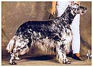 Soberhill Sierra Storm | English Setter 