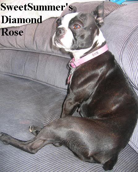 SweetSummer's Diamond Rose | Boston Terrier 