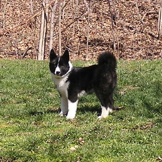 Grawpaws Onni | Karelian Bear Dog 