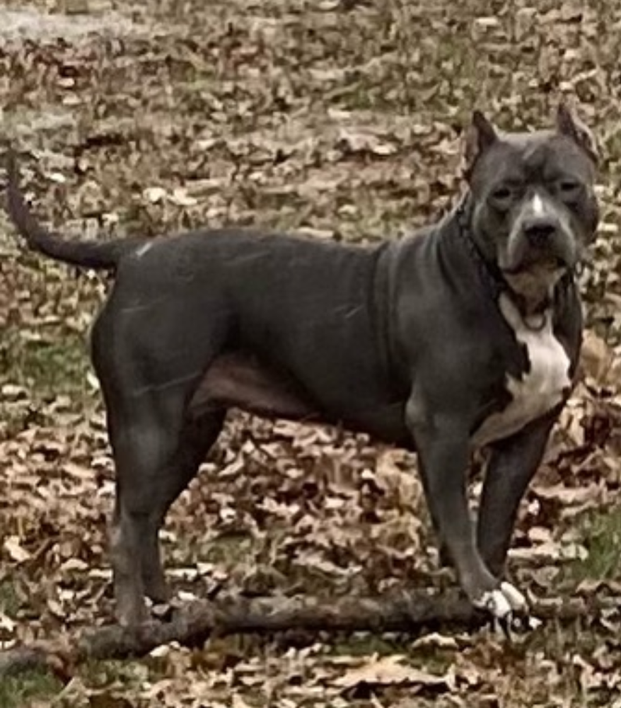 TRON'S SILVER HAWK A.K.A DAZZLER | American Pit Bull Terrier 