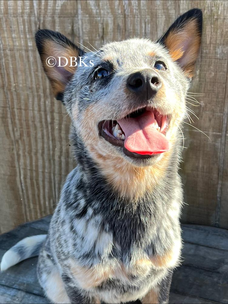 DBK’s It’s Me I’m The Drama | Australian Cattle Dog 