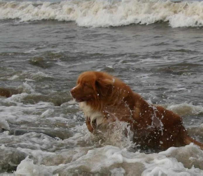 Littleriver's Ultimate Choice | Nova Scotia Duck Tolling Retriever 