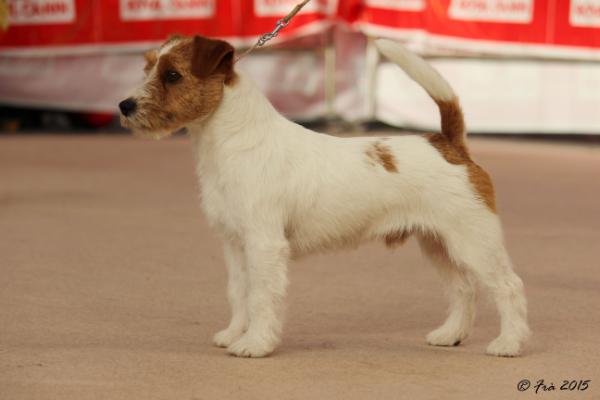 Granlasco Bastian | Jack Russell Terrier 