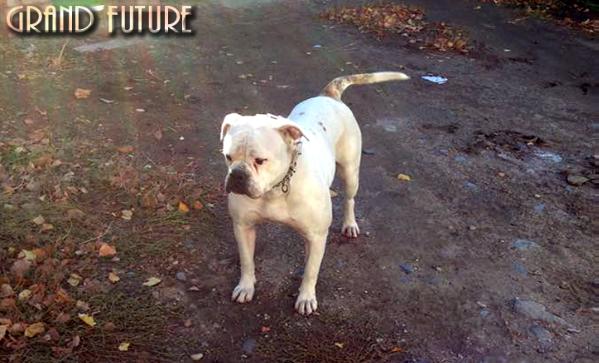 Grand Future Chloe | American Bulldog 