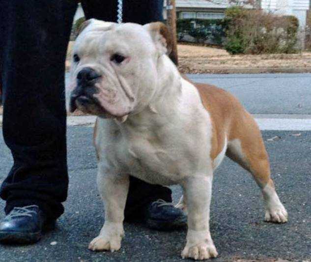 Nuyorican Bulldogges Ky-mani | Olde English Bulldogge 