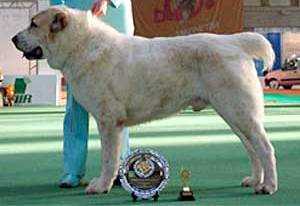 Akhtar | Central Asian Shepherd Dog 