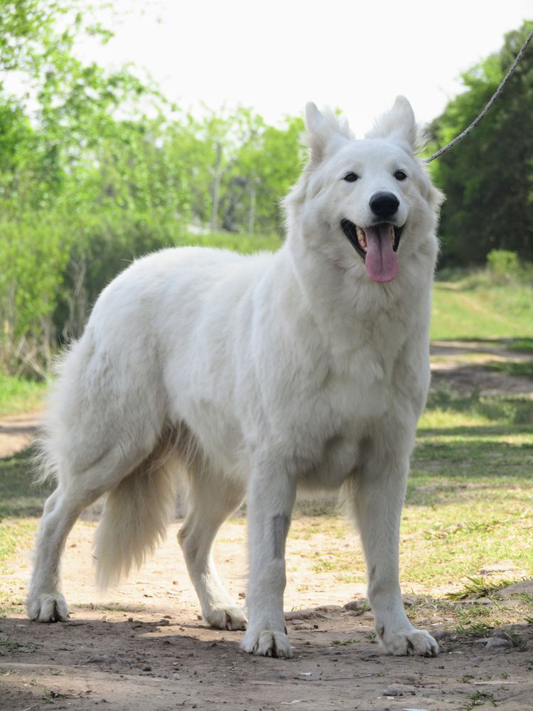 Kingdom of Angels Gipsy | White Swiss Shepherd Dog 