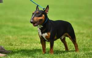 Bandita of Bully Lake | Miniature Bull Terrier 