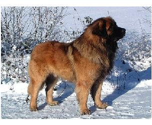 Brian v. Welland | Leonberger 