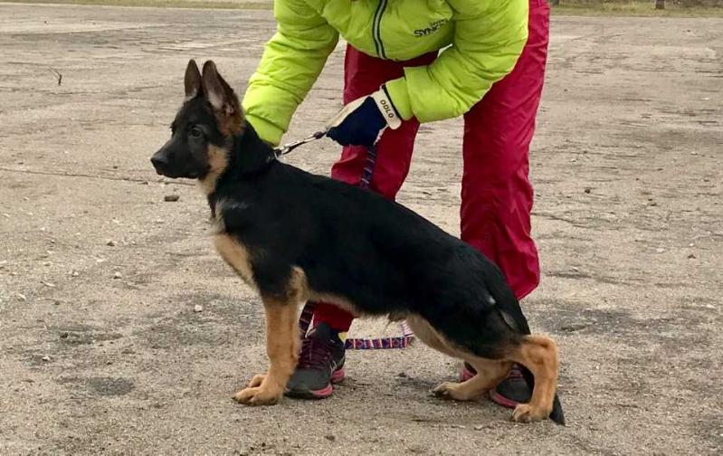 Eremey von Haus Angyl | German Shepherd Dog 