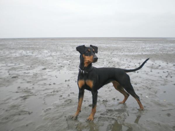 Ria's Sommerwind's Eylin | German Pinscher 