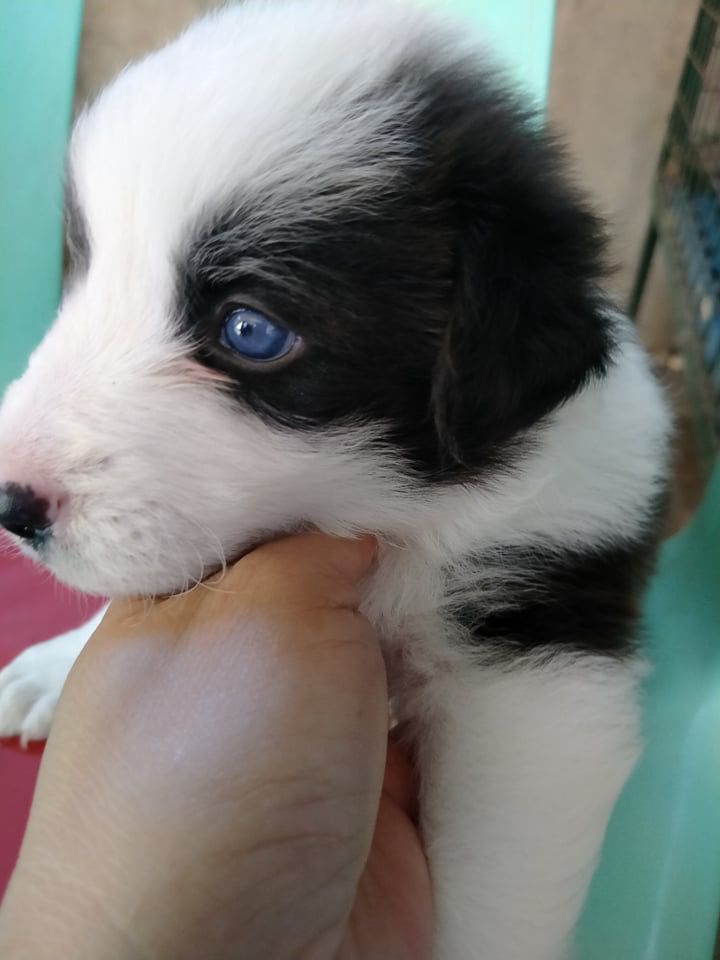 Oreo of cropaws kennel | Border Collie 