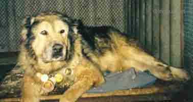 BAINAK | Caucasian Mountain Dog 