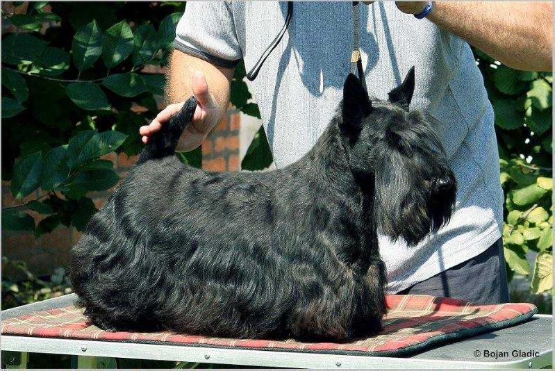 Invisible Touch Morag | Scottish Terrier 
