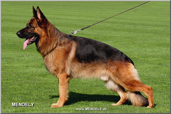 Zeckel von der Mäusespitz | German Shepherd Dog 