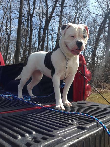 Nordic American Bulldogs Lucy | American Bulldog 