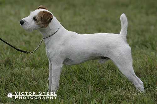 Crossruff Gauge | Jack Russell Terrier 