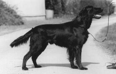 Varingo Richboy | Flat-Coated Retriever 