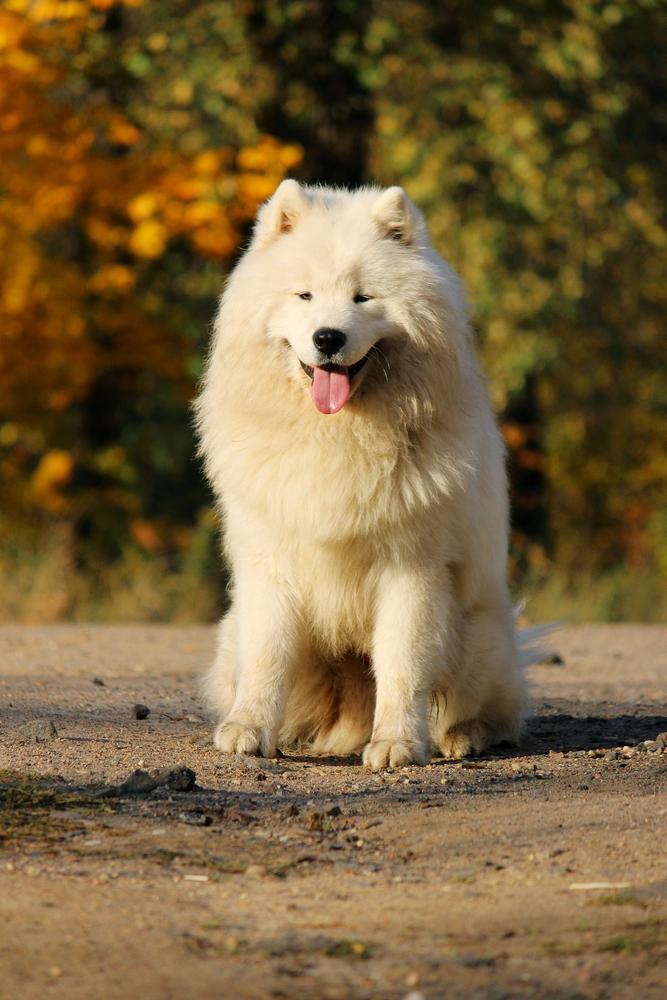 Born To Be Great Orleansnow | Samoyed 