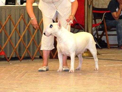 D Bar Lady Gaga Tulsadoom | Bull Terrier 