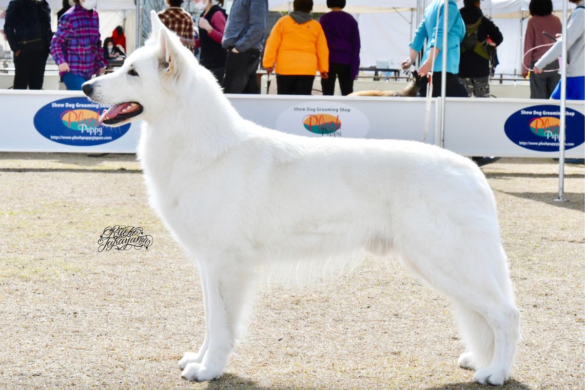 MALPHAS INS/MV DE KERTANHYYS | White Swiss Shepherd Dog 