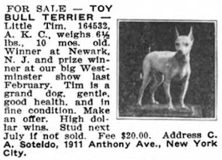 Little Tim 164532 | Miniature Bull Terrier 