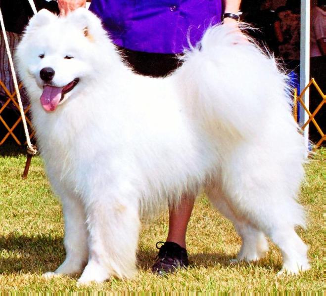 Kolinka`s Tallon The Great | Samoyed 