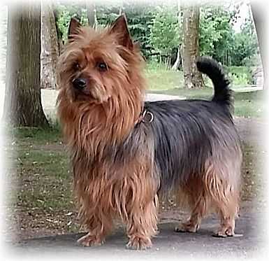 Millvalley Blue Azurite | Australian Terrier 