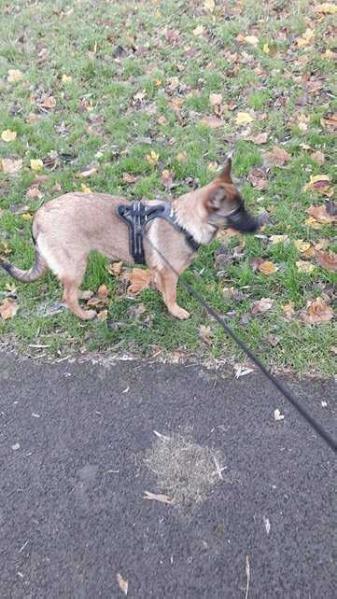 Sheba von MalVen | Belgian Malinois 