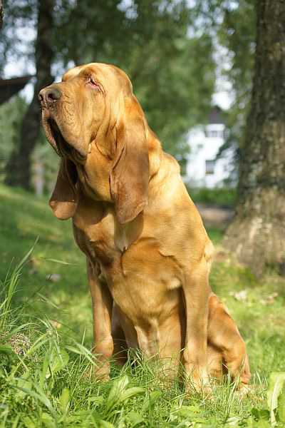 Dempsey Iseb | Bloodhound 