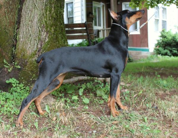 Dunroamin's Eat the red one last | German Pinscher 