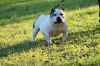 BigWormBullies' Snow | American Pit Bull Terrier 